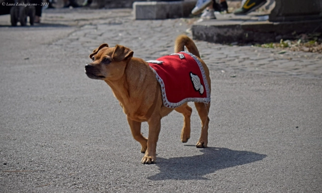 vicebrigadiere Briciola, la mascotte del 4° Reggimento Carabinieri