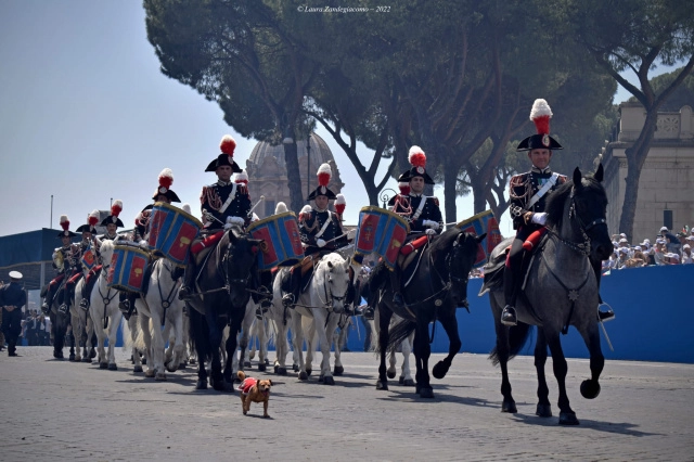 vicebrigadiere Briciola, la mascotte del 4° Reggimento Carabinieri