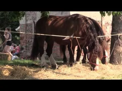 immagine di anteprima del video: Ivrea: San Savino 2016, interviste