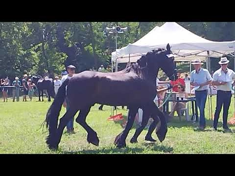 immagine di anteprima del video: Ivrea, San Savino, Diretta Live Fiera Dei Cavalli - Ring 2