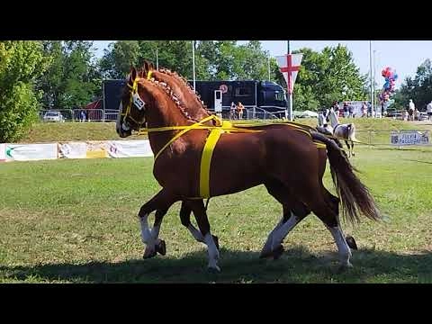 immagine di anteprima del video: Ivrea (TO) Festa e Fiera di San Savino. 9 Luglio 2023 - Ring