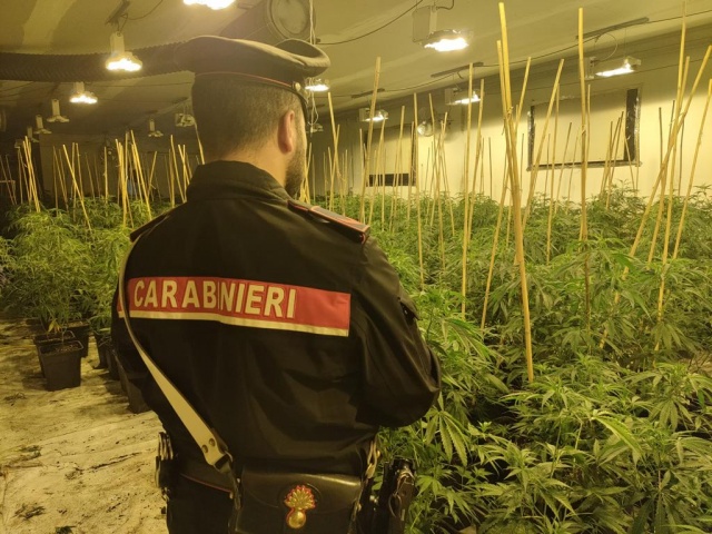 Piantagione di Marijuana 